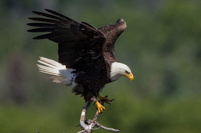 Bald Eagle Sighting in Dodge County The Best Mix 105.5