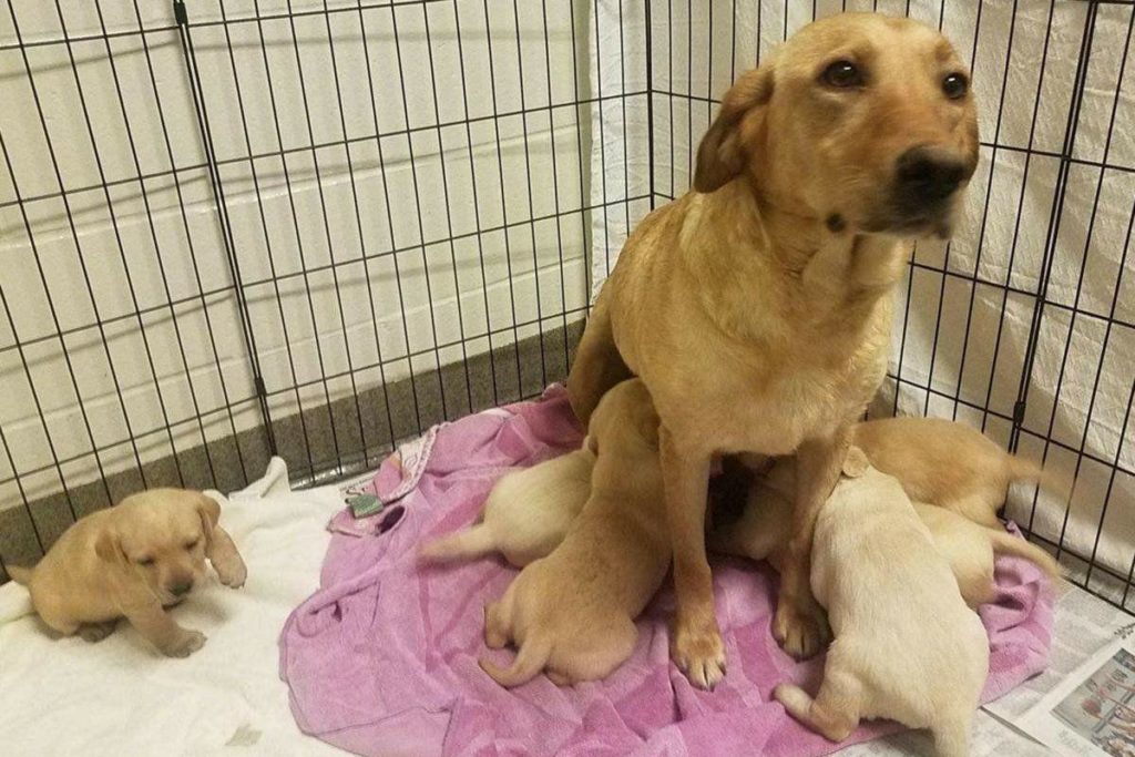 Iowa kennel owner faces 40 counts of animal neglect Sandhills Express