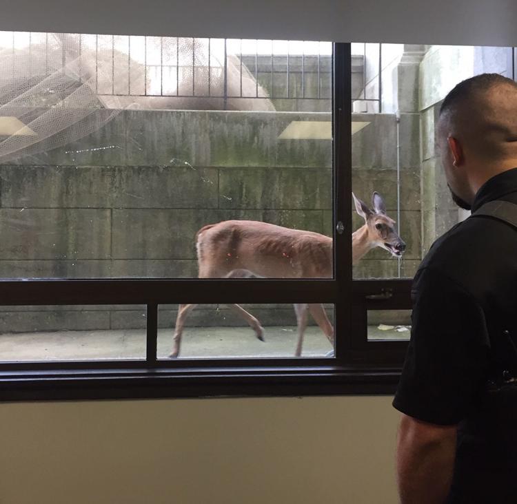 No Happy Endings A Deer Crashes The Morning Docket At The Douglas no-happy-endings-a-deer-crashes-the-morning-docket-at-the-douglas