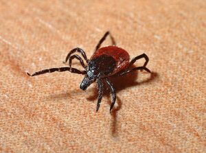 ‘Tis the Season for Tick-borne Diseases in Nebraska