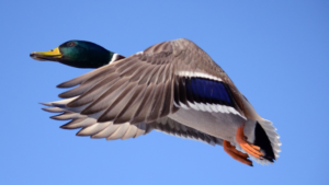 Duck Hunters Must Choose From Two Bag Limits When They Register For HIP