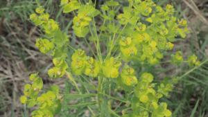2021 Leafy Spurge Task Force Tour And Conference Aug. 31-Sept. 1