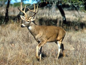 New For Landowners In 2021 Is Special Landowner Deer Season