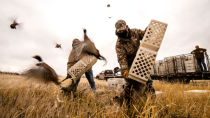 Oct. 23-24 Youth Pheasant Season Includes Special Youth Hunts
