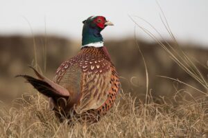 Pheasants Calling: One Box's One Bird and Family
