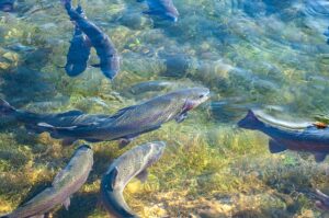Trout Stockings Set To Continue Across Nebraska; Area Ponds/Lakes Included In Stocking Report