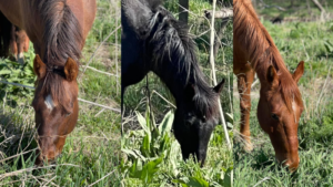 CCSO Investigating Shooting That Resulted In Three Horses Being Killed