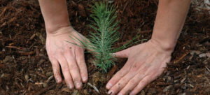 In The Loup: Conservation Tree Sales Are Underway