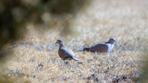 Birds and Birdwatchers Flock Together for Lower Loup NRD’s Great Backyard Bird Count