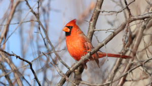 LLNRD Great Backyard Bird Count Saturday, February 19