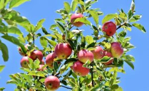 Earth Day Free Tree Giveaway 2022