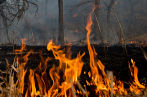 Prescribed Burns Planned For Several WMAs, State Park Areas This Spring