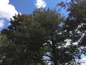 Broken Bow Arbor Day celebrations to include annual Tree Giveaway