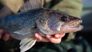 Game and Parks Adjusts Fishing Regulations Starting January 1