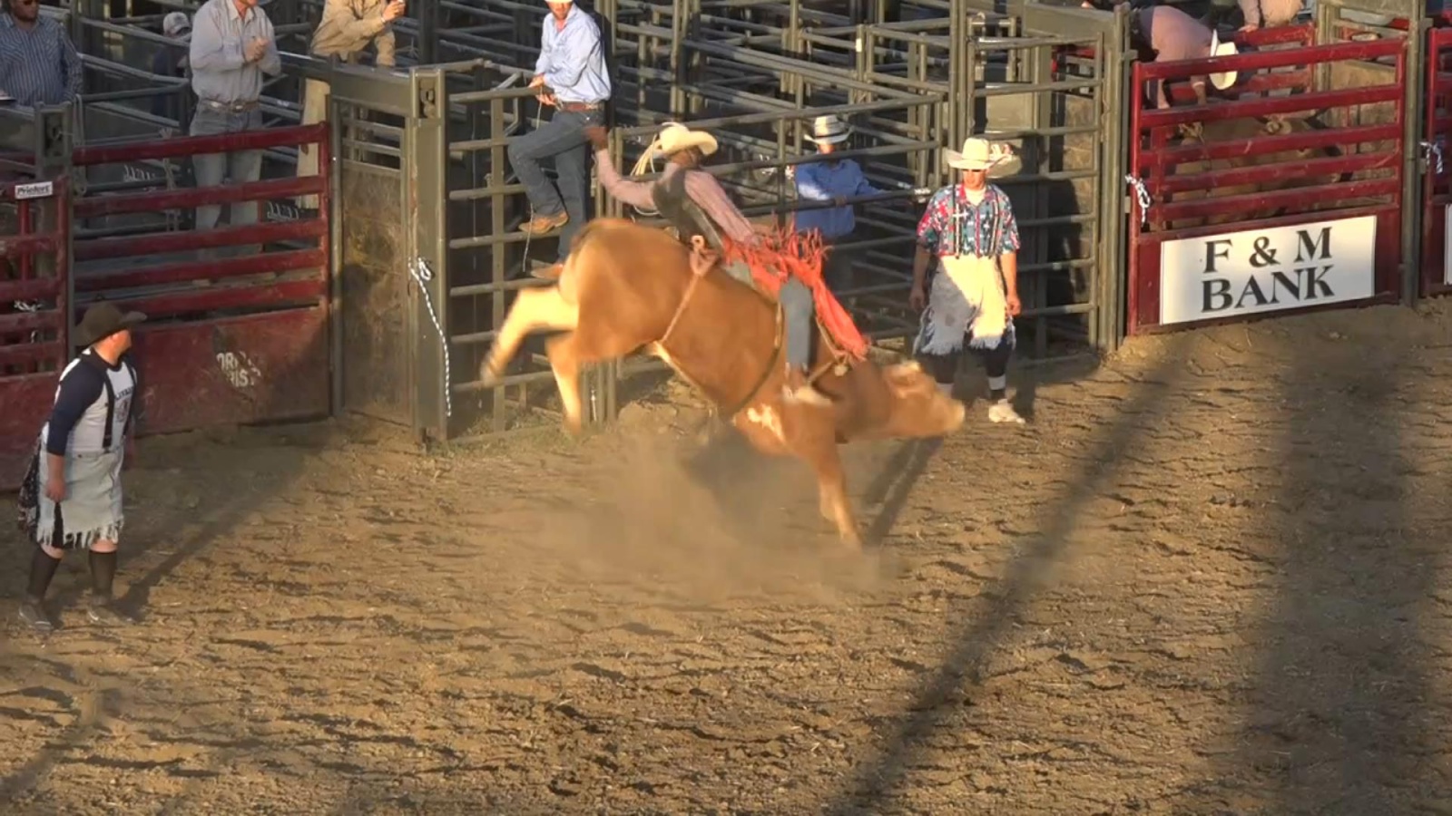 Bull Riding, Bull Fighting Takes Over Wayne County Fair WDN Wayne