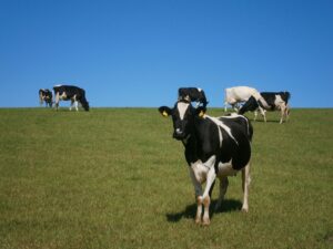 2022 Nebraska Grazing Conference to Be Held in Kearney