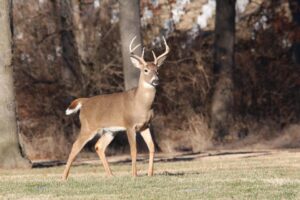 Deer in the Spotlight