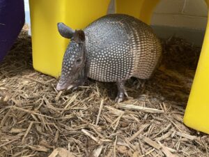 Southern Discomfort: Armadillos Found Adrift in Nebraska Winter