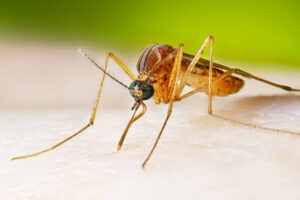 Nebraska West Nile Virus numbers skyrocket compared to last year