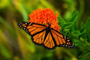 U.S. Geological Survey launches Great Plains butterfly collection program