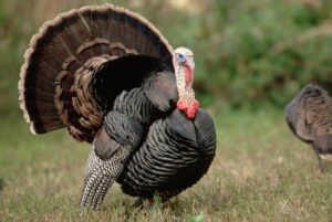 Game and Parks reminds hunters of changes for fall turkey season