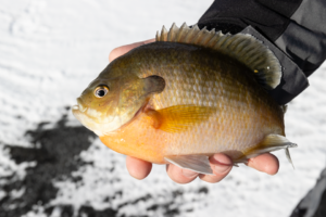 2024 Reels in Fishing Regulation Changes