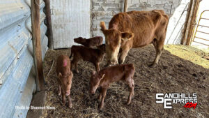 One in 11.2 million: Custer County cow and calves defy the odds