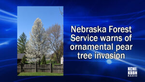 Ornamental pear: Beautiful, but invasive