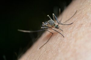 Nebraska DHHS updates West Nile Virus situation, gives risk tips