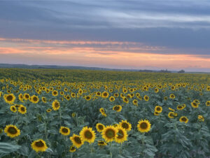 Farm Bill Providing Grants and Loans For Renewable Energy