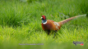 Excitement high for today's pheasant opener