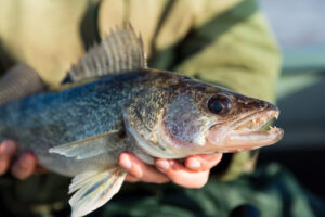 Be Aware of Fishing Regulations for 2025
