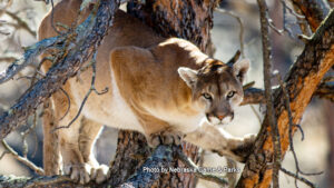 Expanded mountain lion season to kick off 2025
