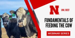 Nebraska Extension hosting cow feeding webinar series, winter stocker tour in January