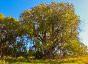 Nebraska's latest national champion, a tree!