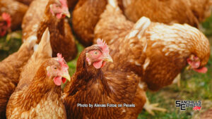 What to do if you suspect bird flu, Pillen and Department of Agriculture team up