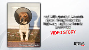 Dog with gunshot wounds quickly captures hearts after being saved