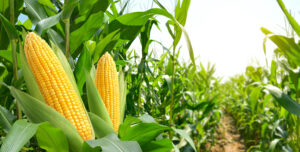 Nebraska farm leaders call for 'trade de-escalation'