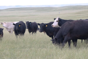 Nebraska Extension offering second webinar course on calculating annual cow costs