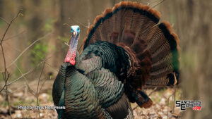 Game and Parks reminds to make safety a part of your turkey hunting plan