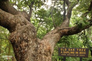 One of state’s oldest trees — tourist attraction ‘Old Wolf Oak’ — has died