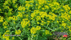 Custer County Weed Superintendent Gives Update