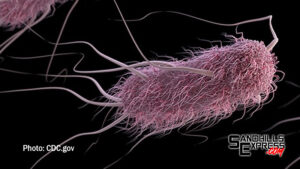 E. coli bacteria detected in Cottonmill swimming pond in Kearney
