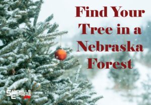 A Christmas Tradition:  Nebraska National Forests and Grasslands Invite You to Harvest Your Christmas Tree on Their Lands