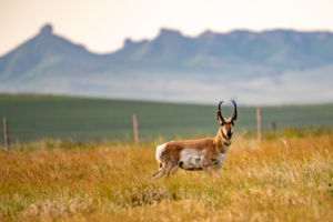 Multispecies Lottery Permit Applications Accepted Beginning January 2