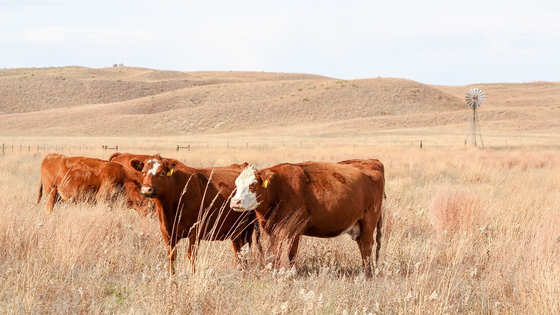 Nebraska Extension Offering Ranch Ready Learning in a Multi-Season Practicum Experience – Seats are Limited