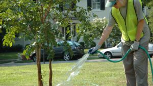 Communities Urged to Water Trees Amid Ongoing Drought Conditions