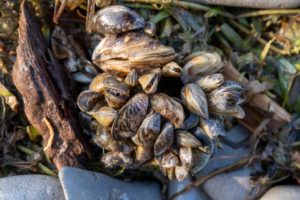 Invasive Species Awareness Week starts Sunday, May 24