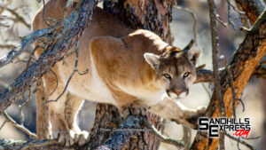 Mountain lion season approved for 2027 by Nebraska Game and Parks Commission