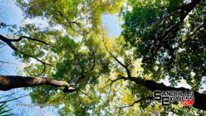 Broken Bow tree dump free through weekend